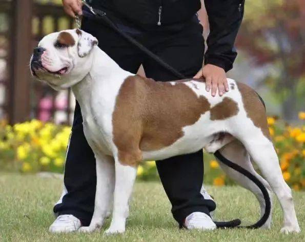 这些烈性犬,深圳禁养!