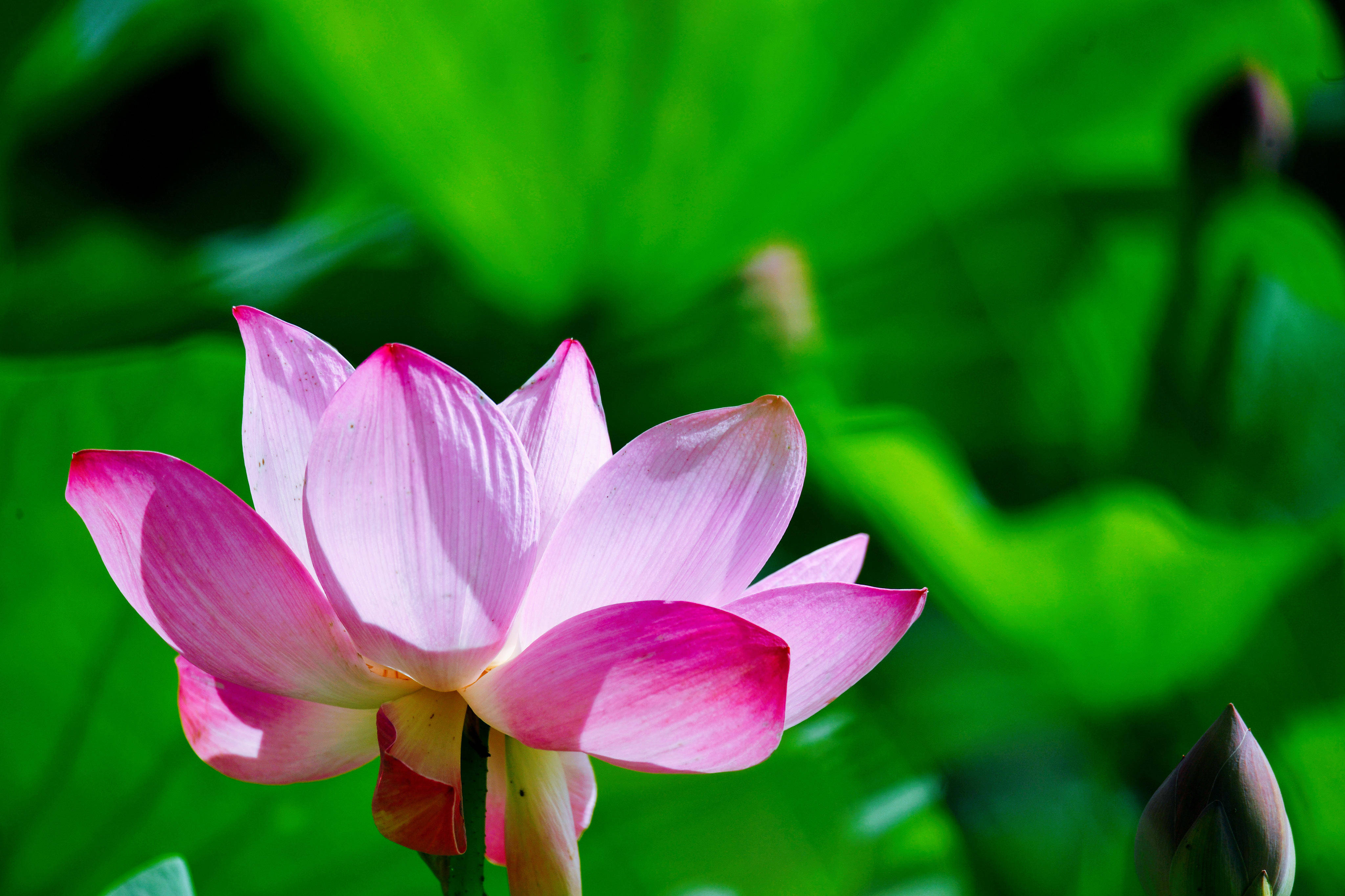 湖城荷花次第开 生态美景入画来