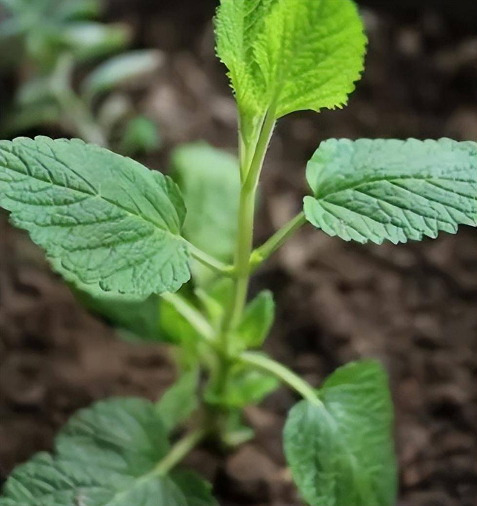 4种香香的花