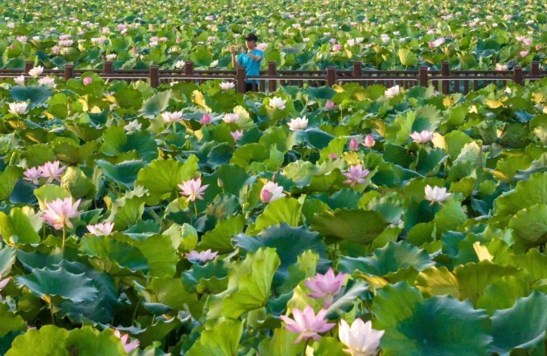 【国旅自组】一价全包 61 住五星,叹美食|走深中