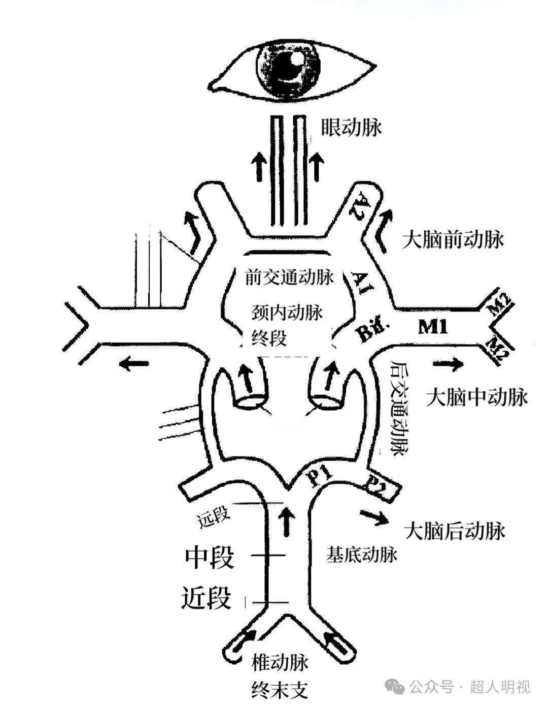 大脑willis环手绘图图片