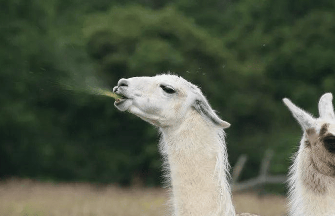骆驼吃草表情包图片