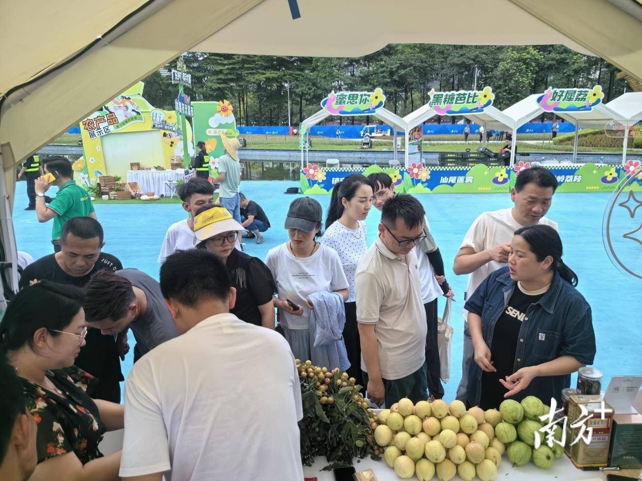 乡村歌手大赛上,新安水果火出圈_番石榴_种植_广东