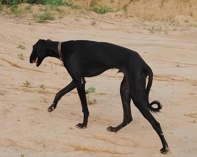 中华田园细犬 哮天图片