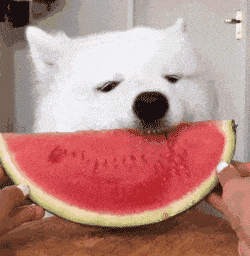 250_256gif 动态图 动图