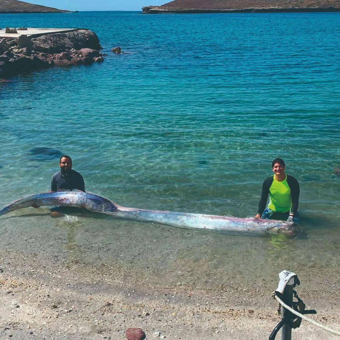 得了"巨人症"的深海动物