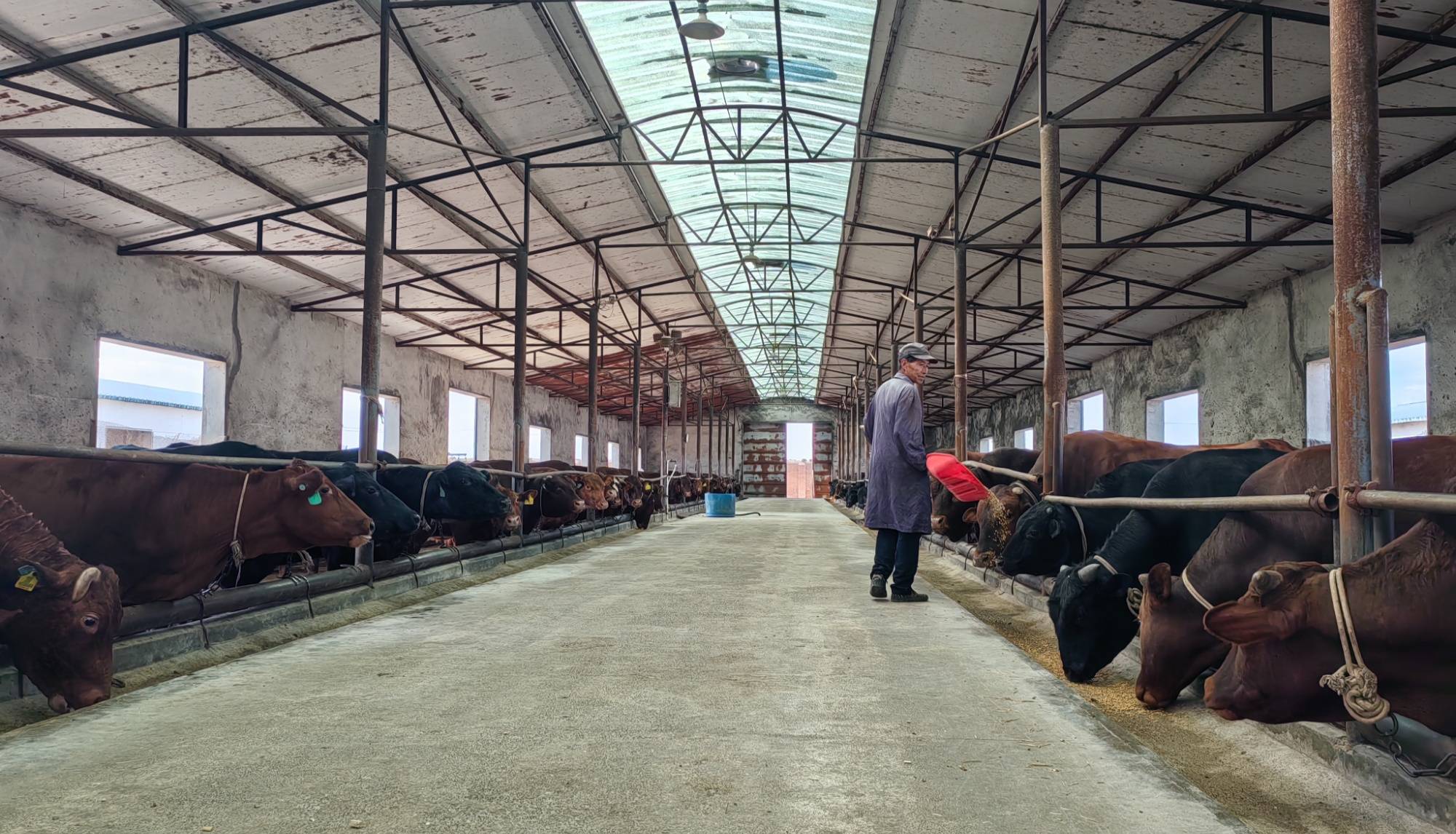 争当农业现代化生力军——甘肃灵台县属国有企业推动