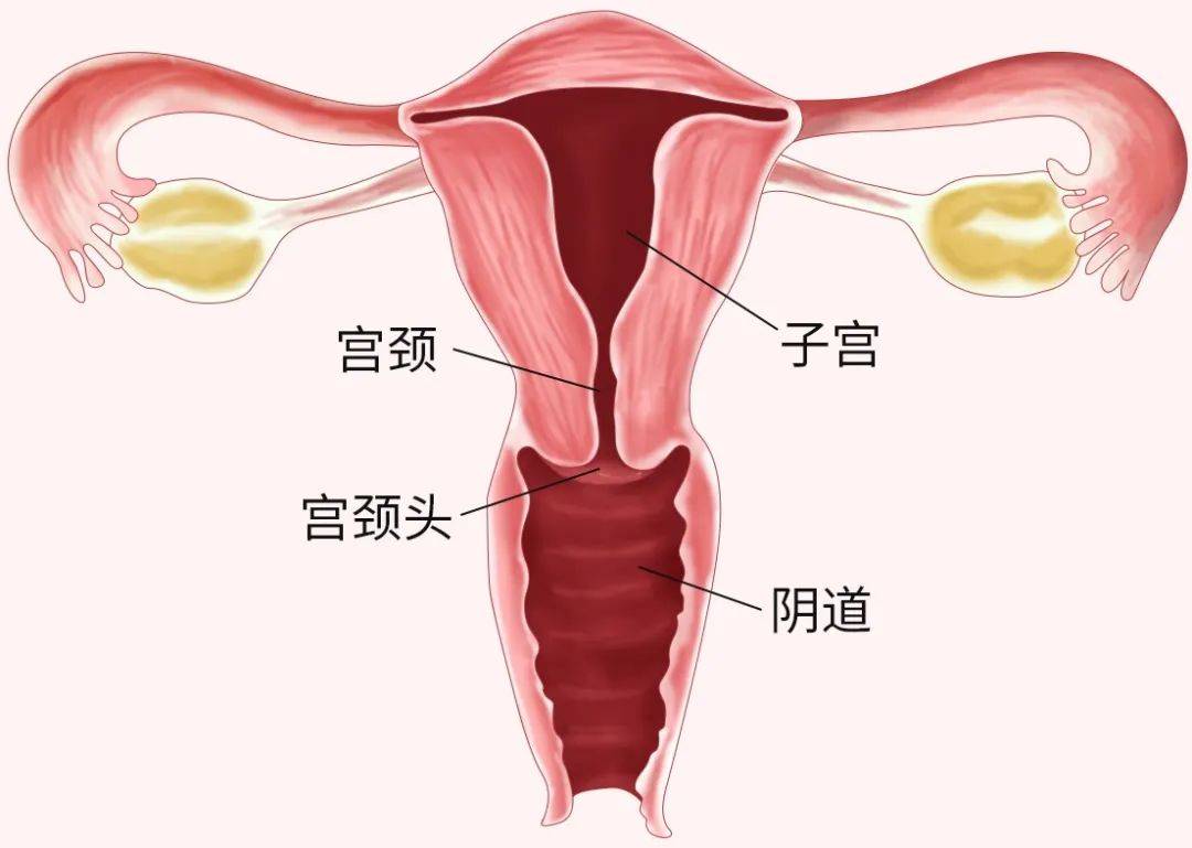 宫颈图片尖锐湿图片