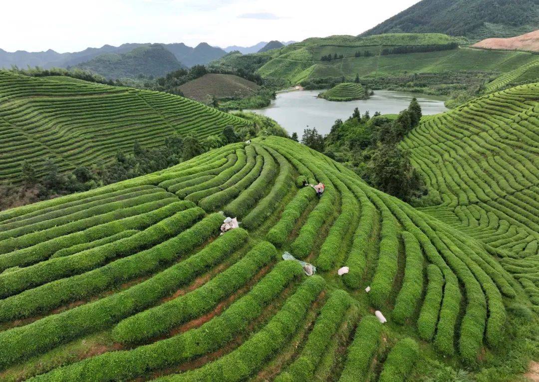 云南的茶香：自然与人文交织的芳香之旅