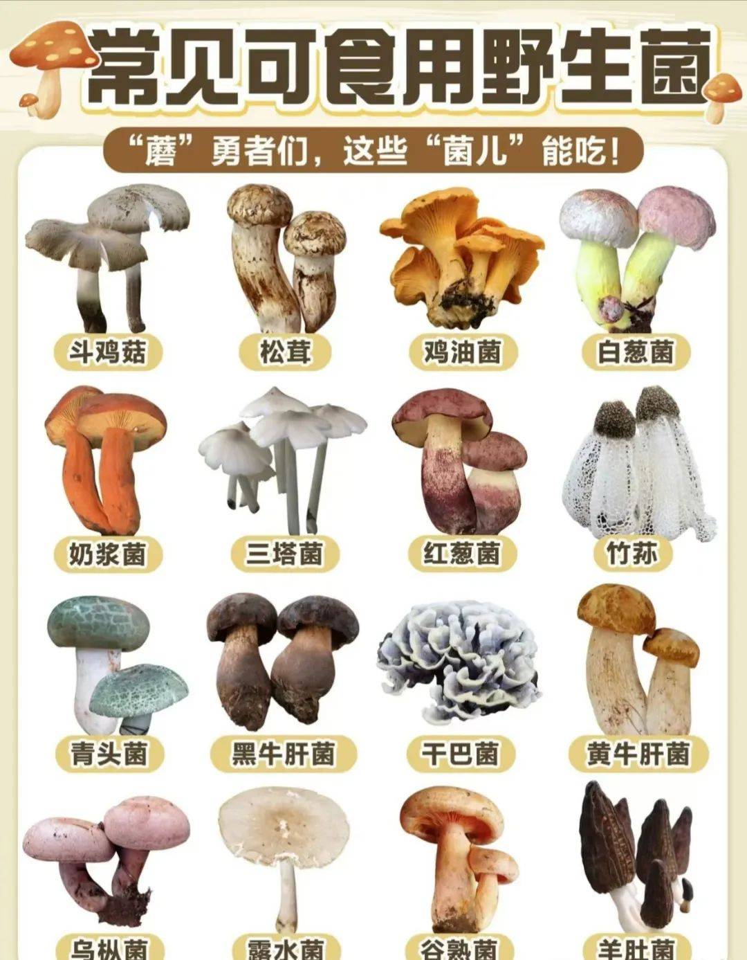 中国十大毒蘑菇 剧毒图片