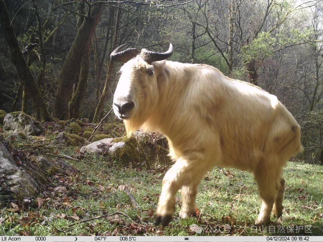 太白山保护区多次拍到野生大熊猫,川金丝猴等动物活动影像