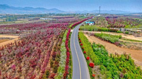 临沂市打造"沂蒙强社"振兴沂蒙乡村