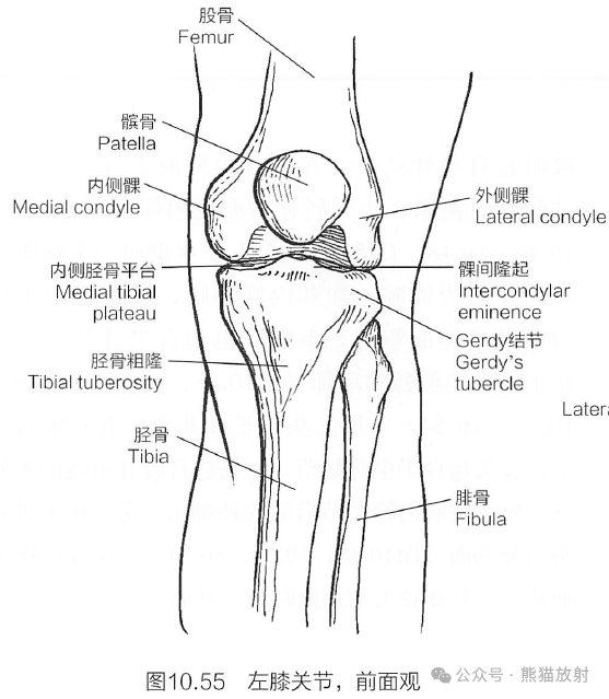 膝关节六种运动示意图图片