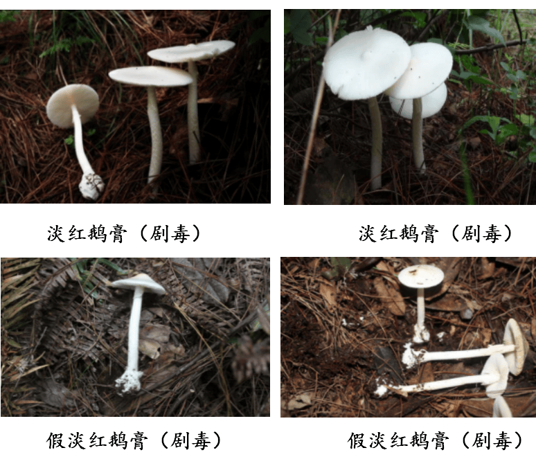健康科普 | 贵州常见的食用野生菌和致命毒蘑菇