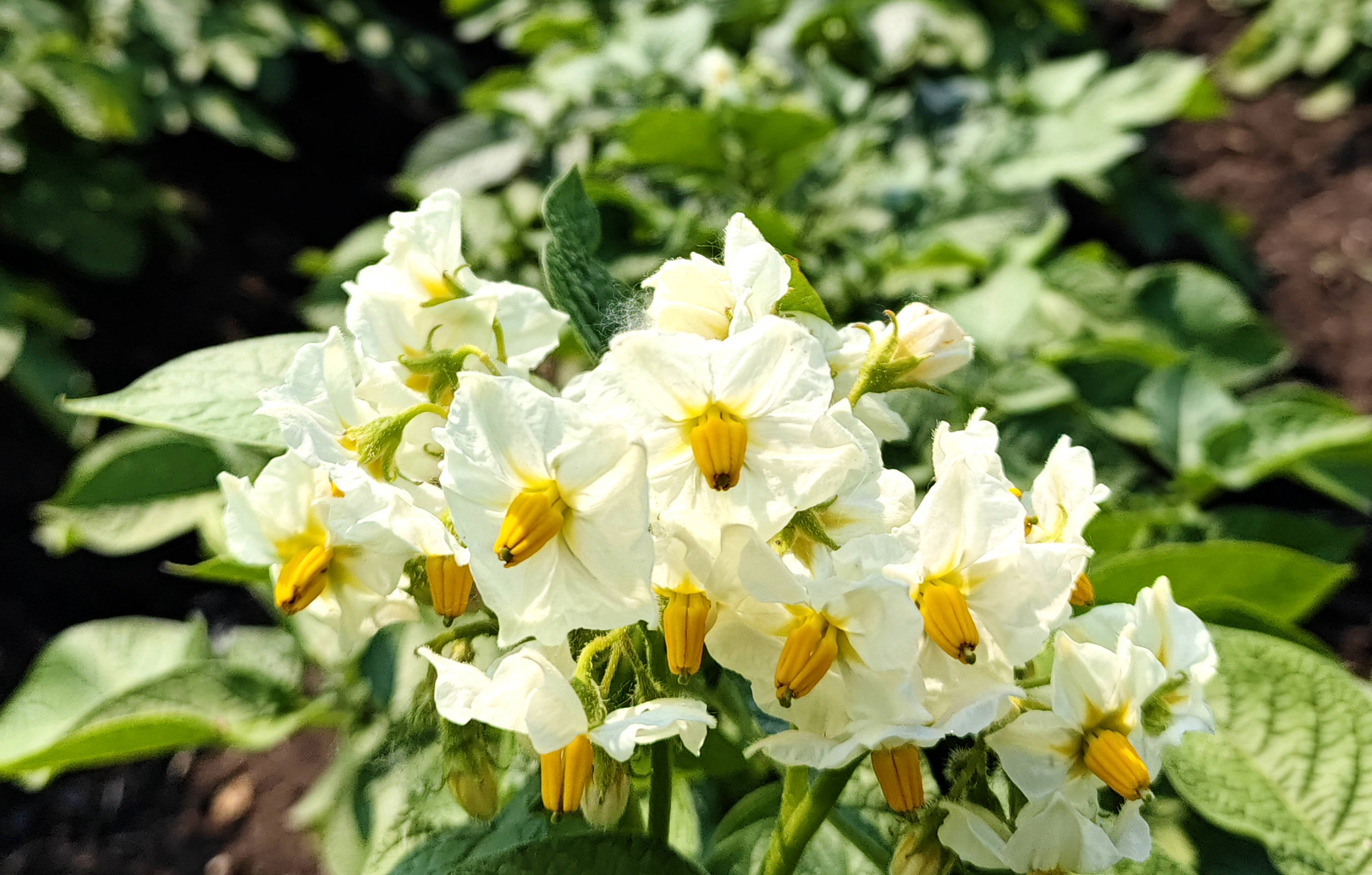 克山农场6万亩马铃薯花开成海