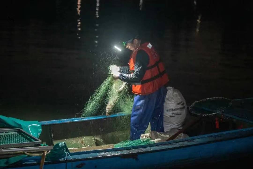 刀鲚、凤鲚 香鱼……江鲜即将重回餐桌_流域_甬江_禁渔期