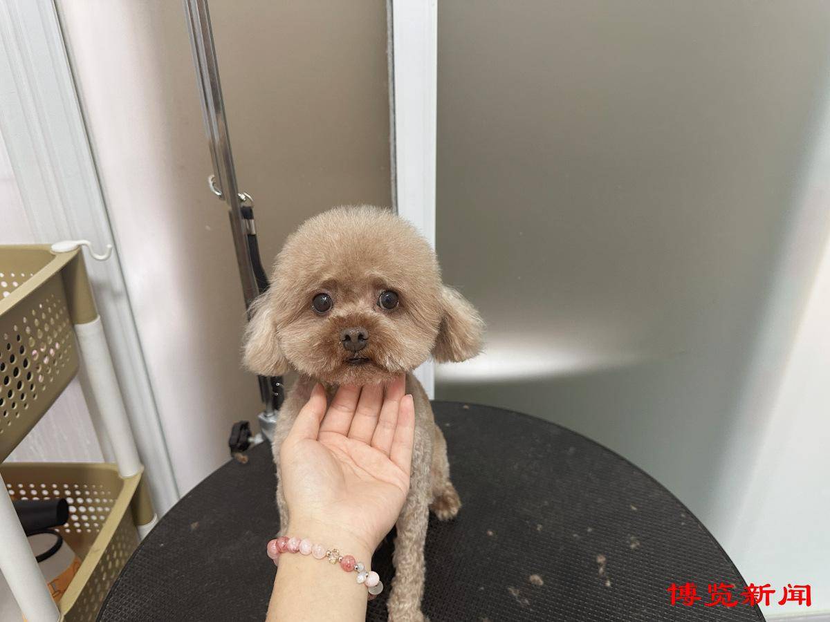 里的"新活力"丨宠物美容师:萌宠相伴 因治愈而热爱_小狗_造型_工作