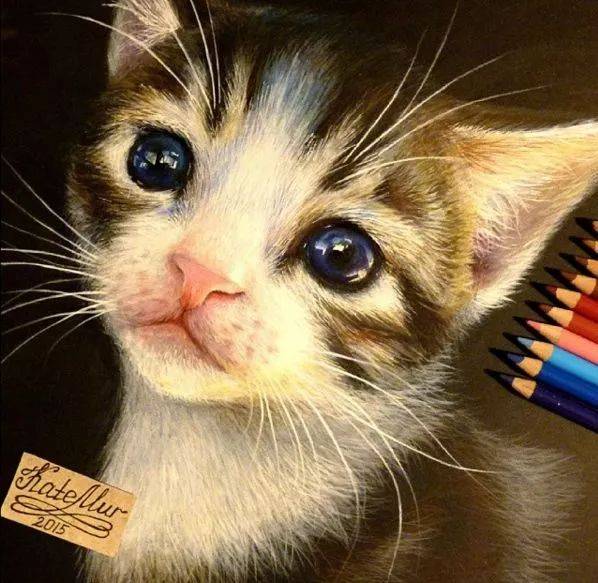 彩铅画猫狗,太逼真了,让人无法相信!