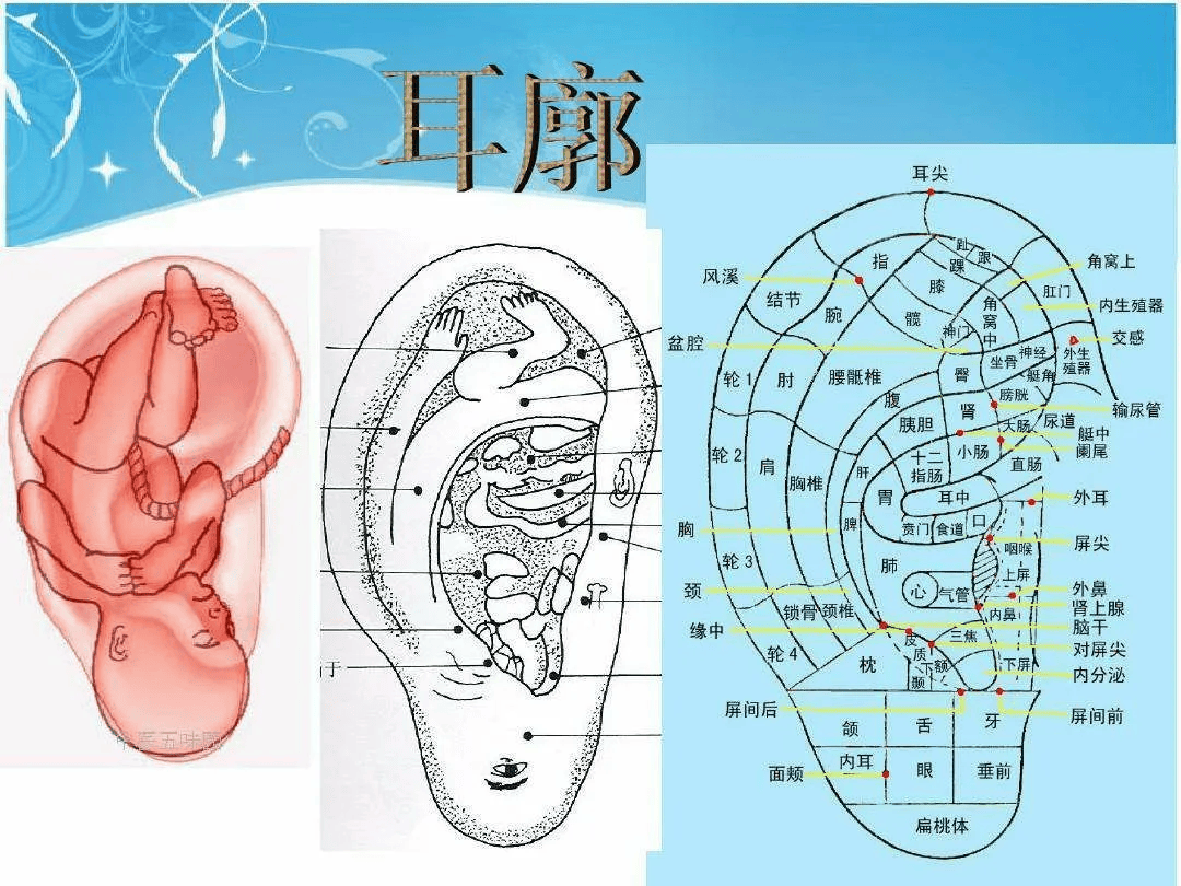 交感的准确位置图片图片