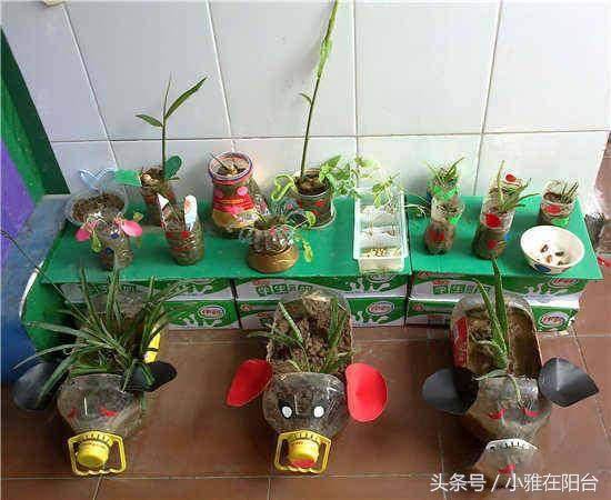 一个饮料瓶,矿泉水瓶,做出了20种造型的花盆,漂亮实用又特别!