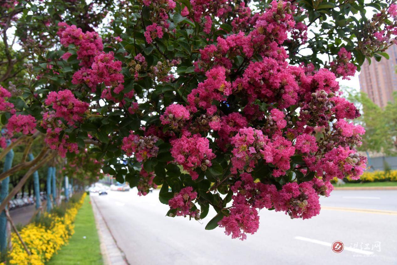 夏日的阳光,雨水,催开了紫薇的花蕾,一株株光滑的紫薇树杆上面,白色