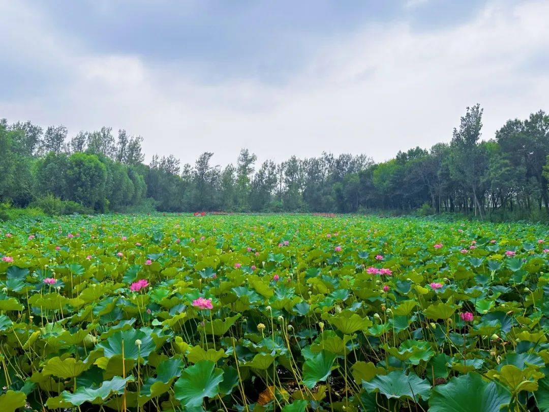 滕州微山湖红荷湿地 | 消暑哪里好?当然红荷湿地啦