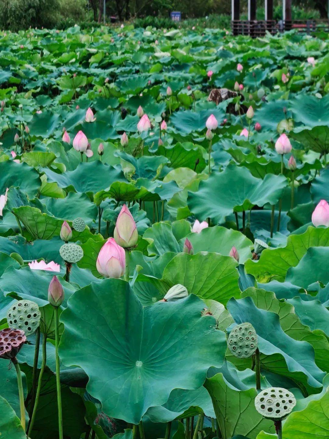 "荷"你有约_荷花_漳州_公园