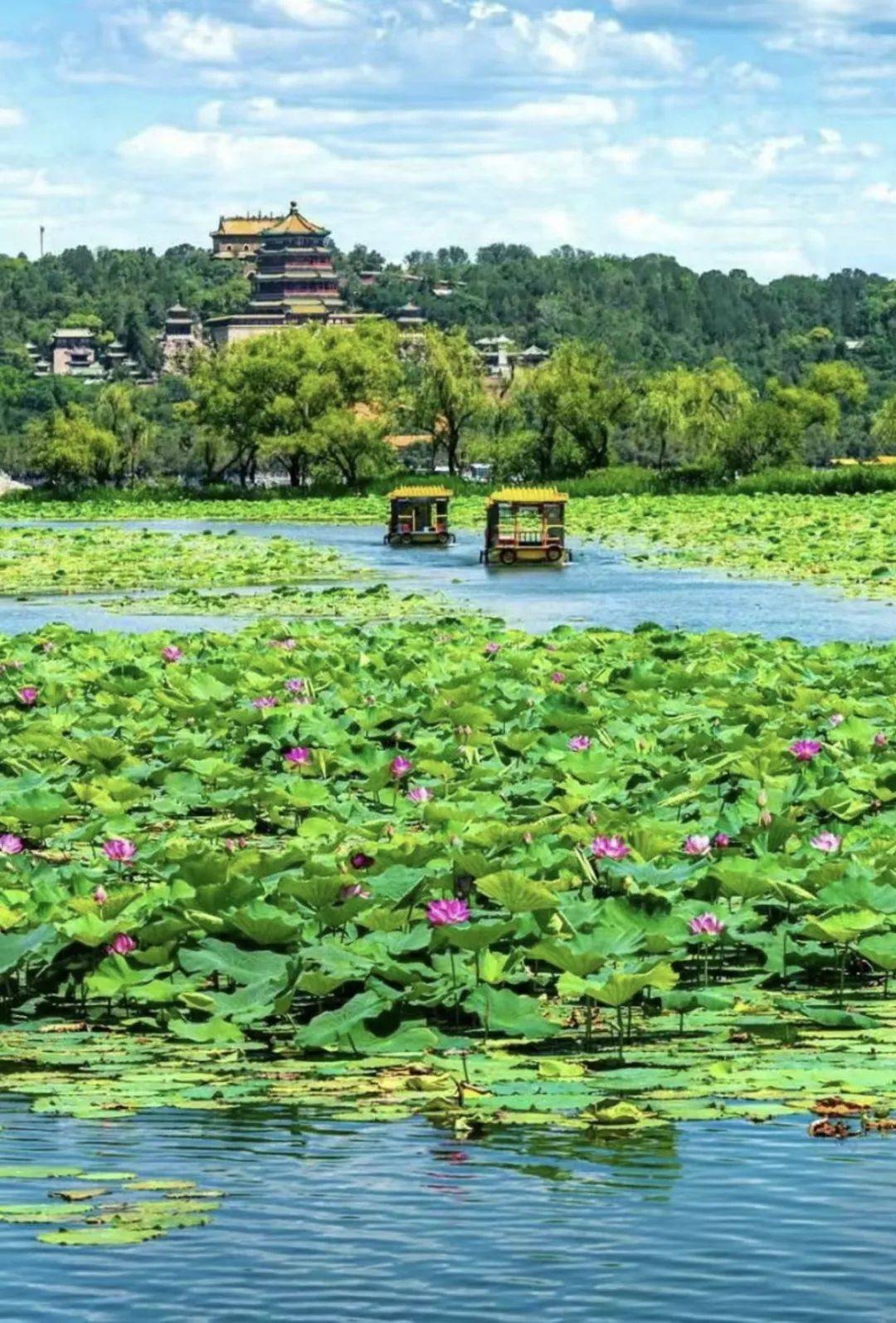 颐和园荷花图片大全图片