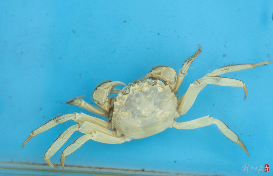 口感更鲜甜_白玉_螃蟹_上海