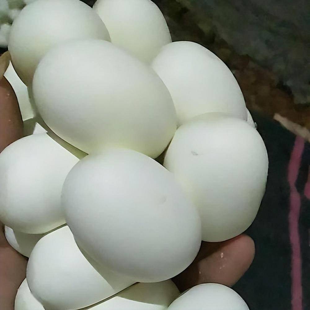 过山峰蛇蛋为何碰不得?广东男子捡到11个蛋,网友的话细思极恐