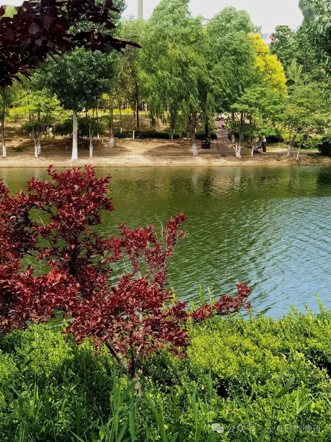 【漫行潍坊】北辰湿地公园
