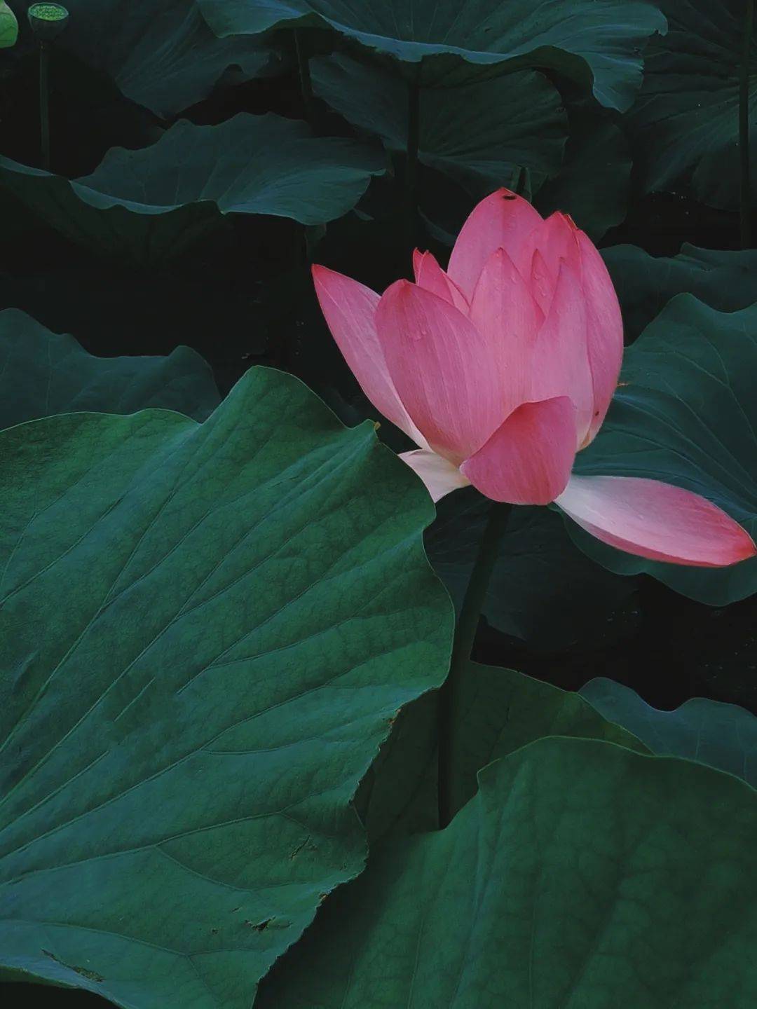 夏日"荷"约 | 赏花 寻乡愁 这里的民宿诗情画意_荷花_窦家_夏天