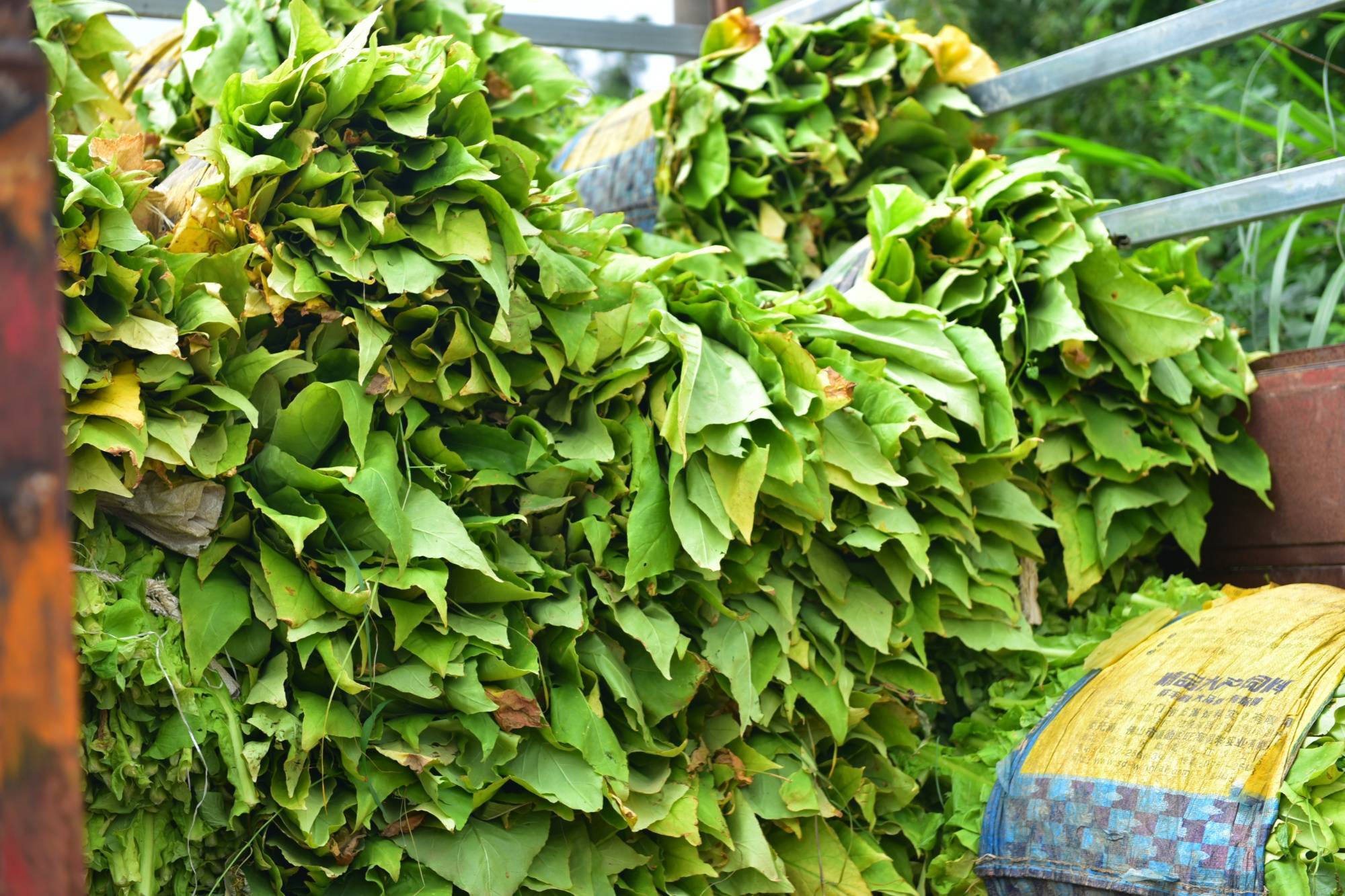 贵州黄平:"金叶"飘香富农家 烤烟促振兴_烤房_烟叶_产业