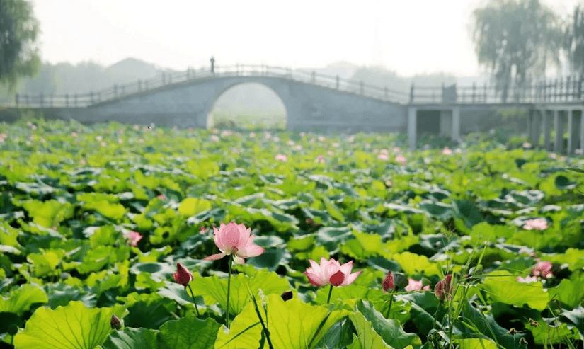 宿迁美景,甚荷我意