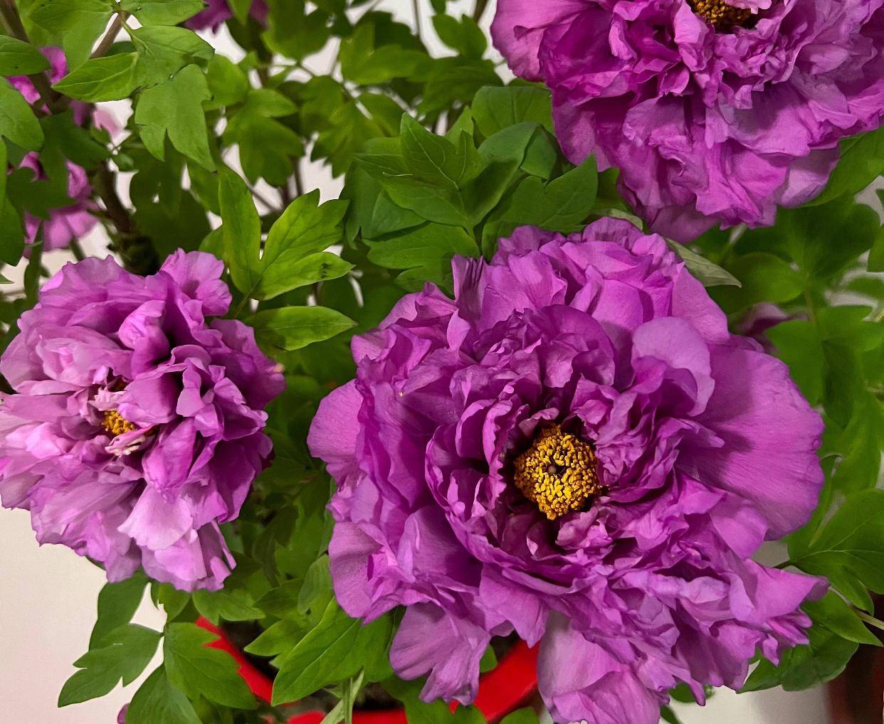 3种"富贵花",很好养,家中养一盆,空气更好,养人又旺家