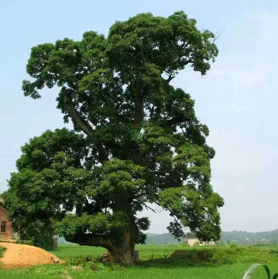故园春秋 || 感谢《重阳树》