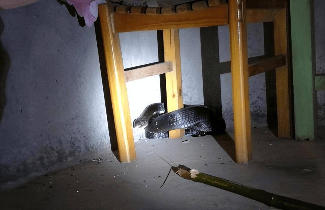 云南眼镜王蛇闯入农户家中,老太用竹竿想降服2.5米毒蛇