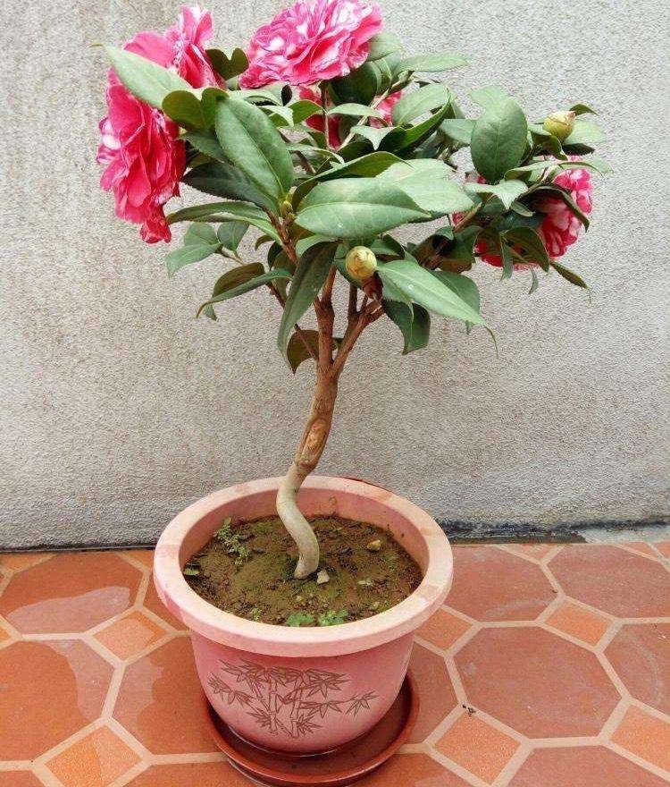 花朵增多 /strong> /p> p>养花的过程中,为了让我们心爱的花草盆栽