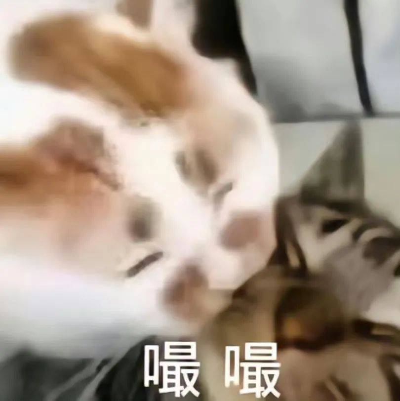 搞笑猫咪表情包