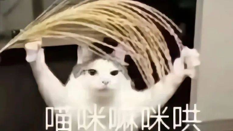 搞笑猫咪表情包