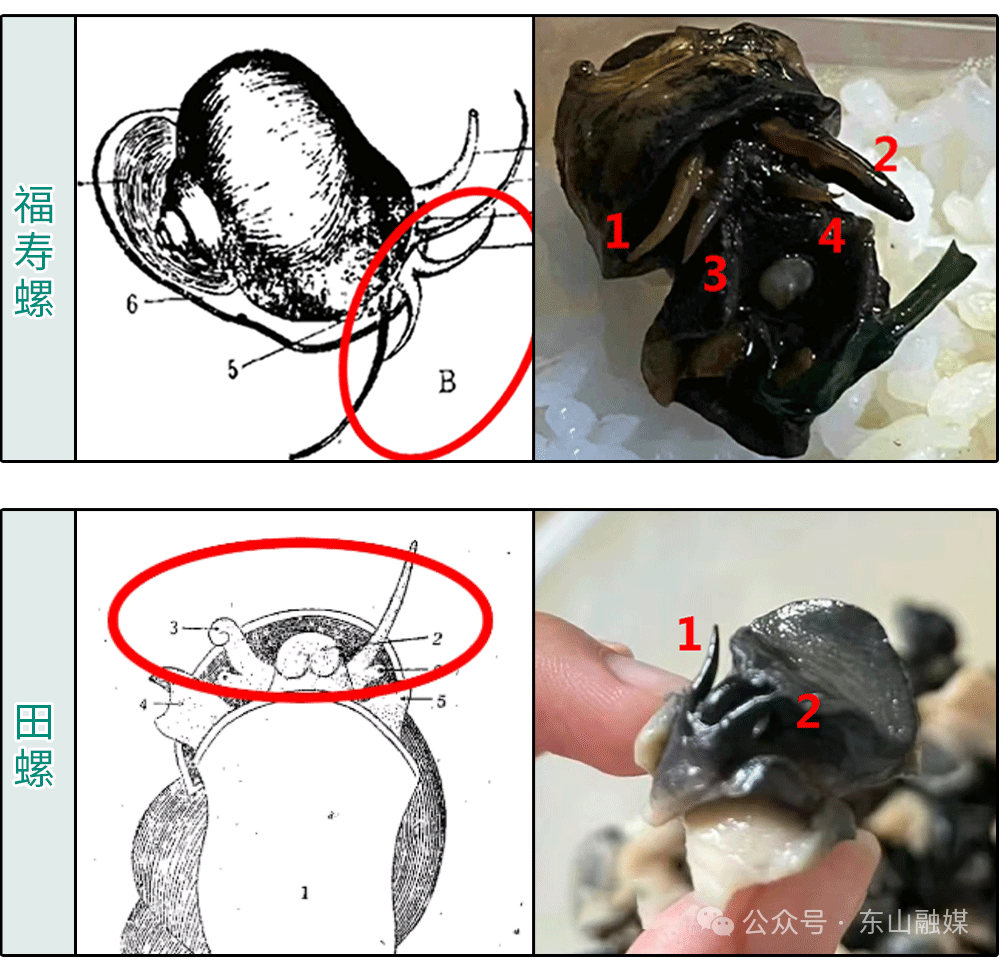 二,福寿螺和田螺的区别福寿螺又叫大瓶螺,苹果螺等,属外来物种,繁殖