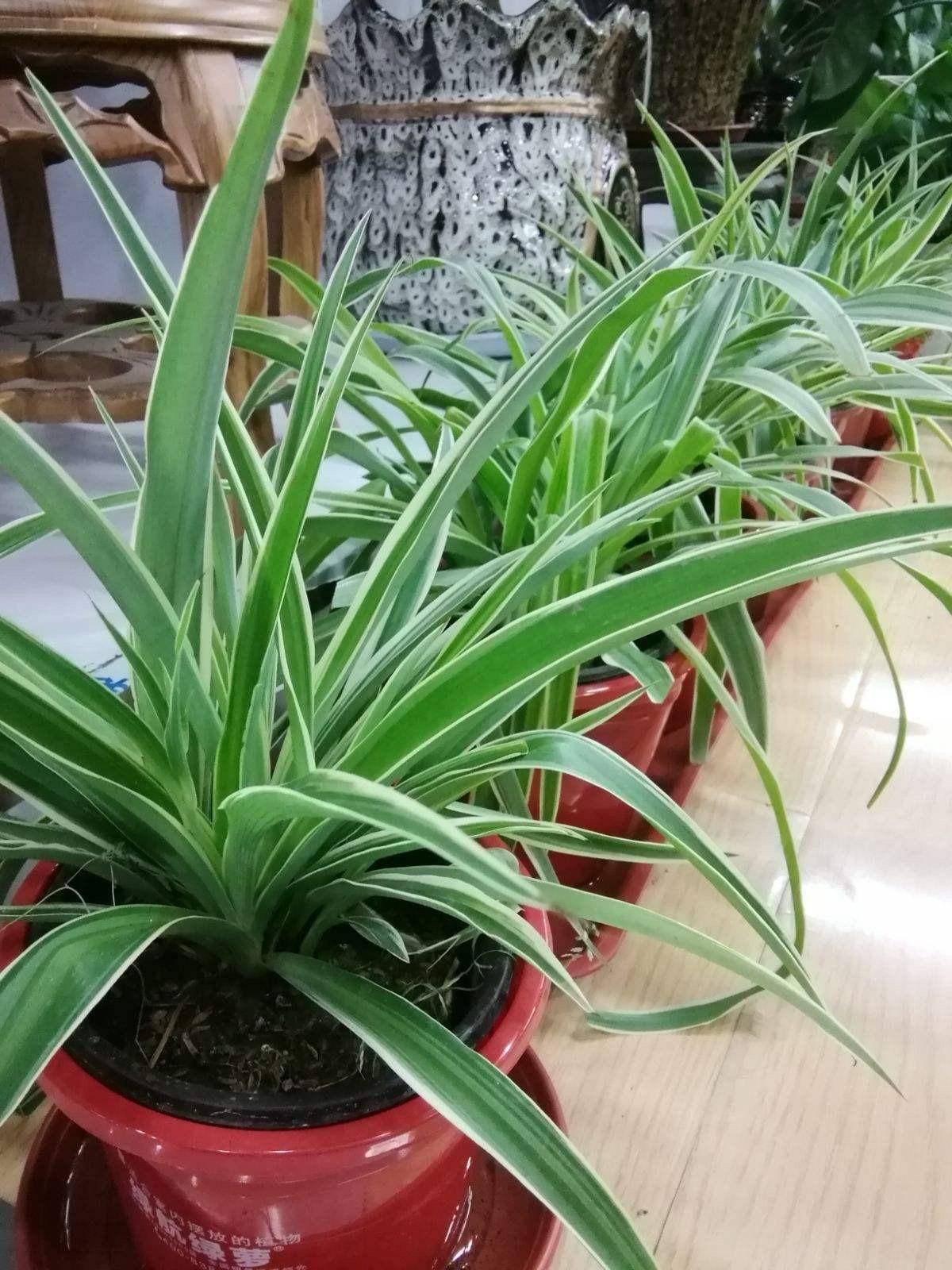 "6种"绿植不耐寒,冬季搬入室内养,年年翠绿茂盛,安全越冬!