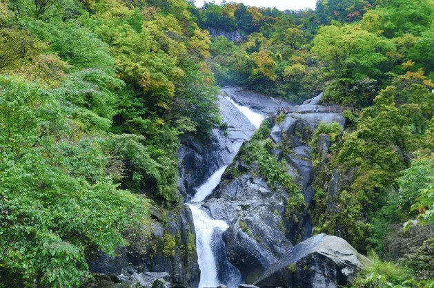 云雾山,群峰叠障,万壑竟秀,竹木繁茂,飞瀑竞流,更是珍禽异兽的乐园