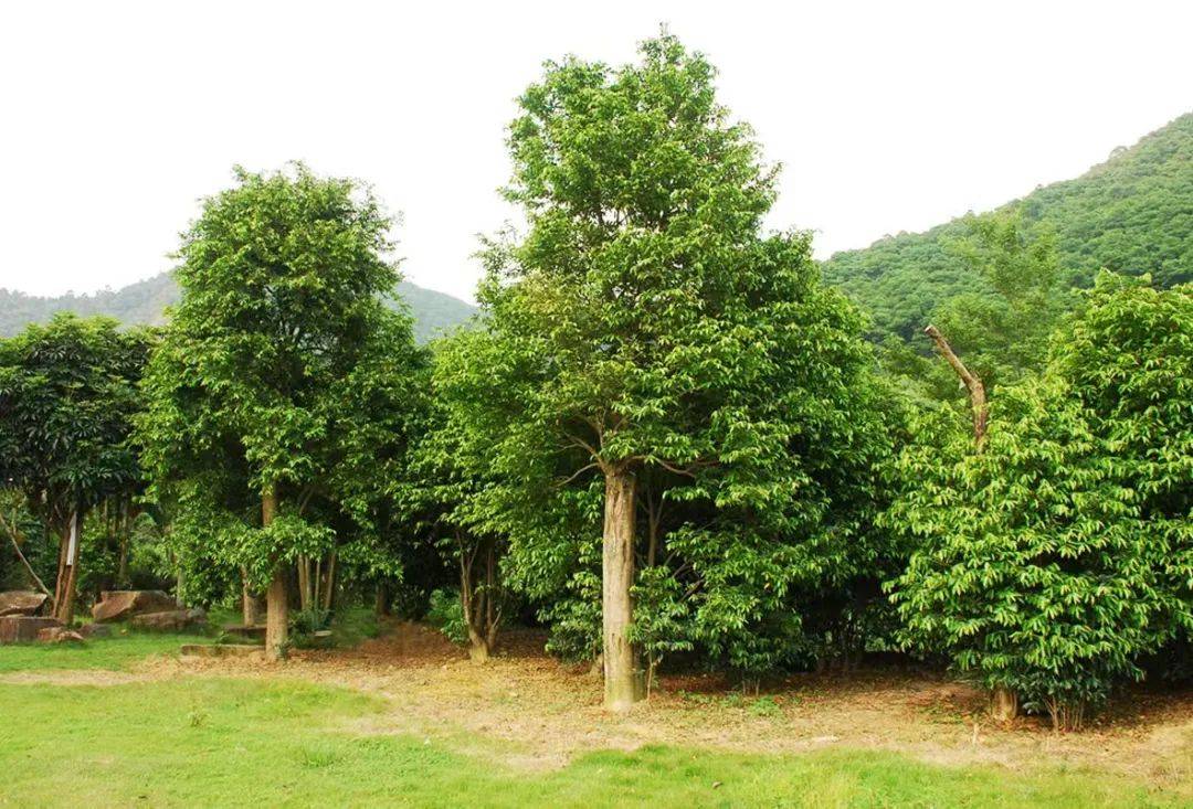 美文欣赏 | 在清溪,我找到了故乡