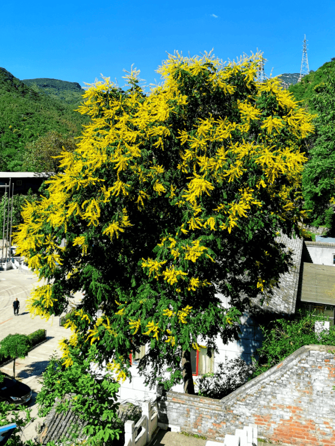 栾树花开正当时!夏季美景等你去打卡→_房山_树种_色彩