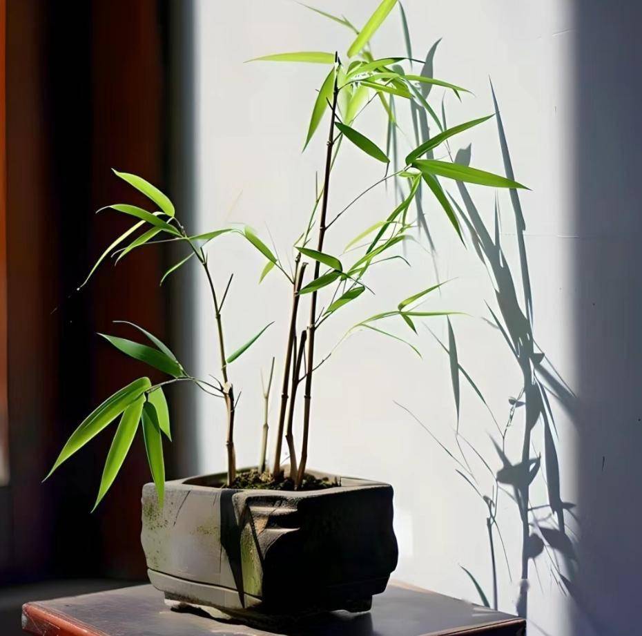 养得越"瘦"越有格调,放客厅太高级了_盆景_中国_花卉