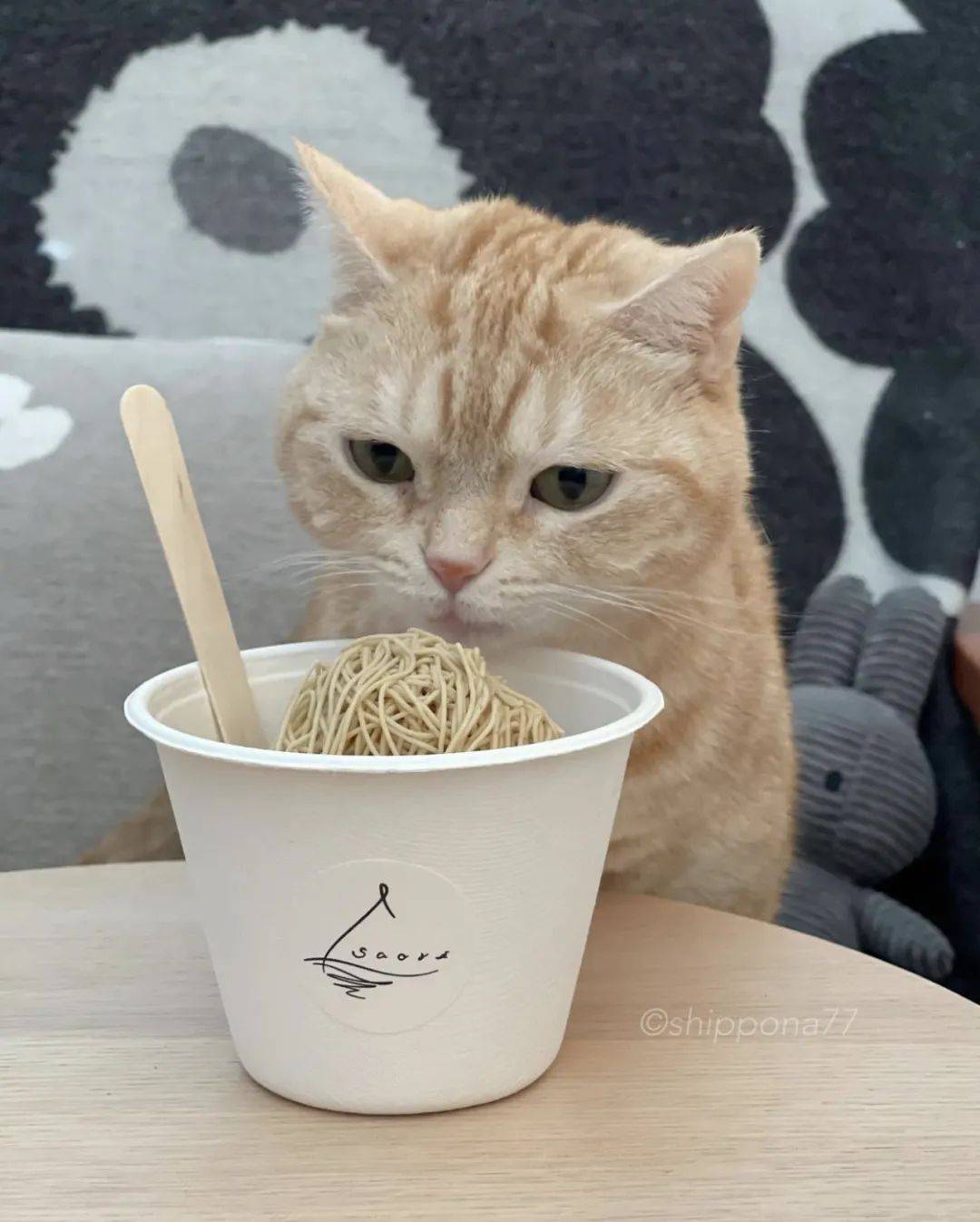 "日本小橘猫偷吃爆红ins,它好像有亿点点馋.