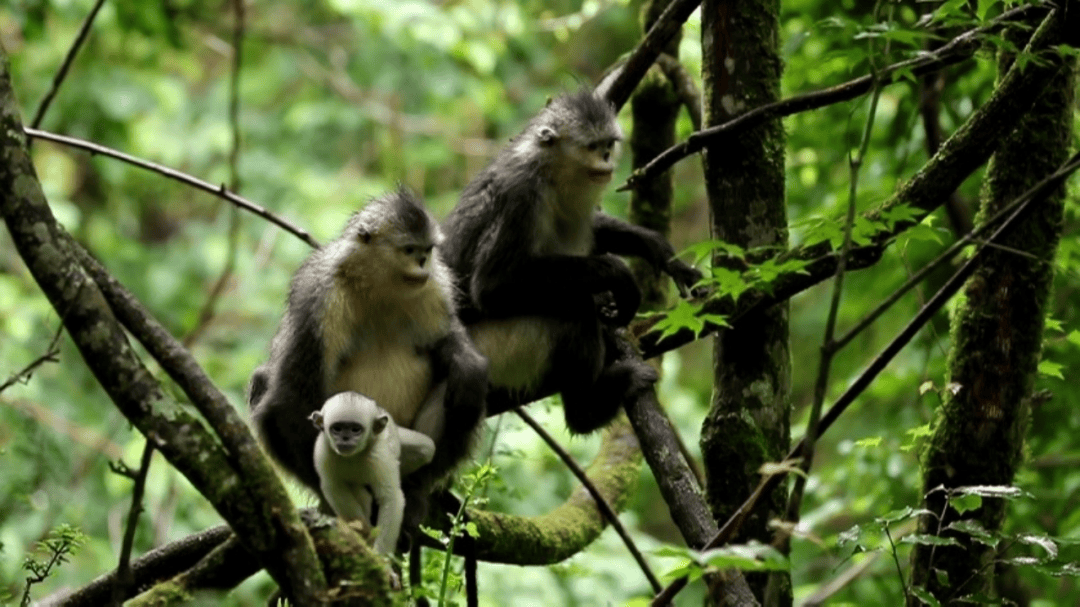 滇金丝猴是我国独有物种,国家一级保护动物,进入世界濒危物种红色目录