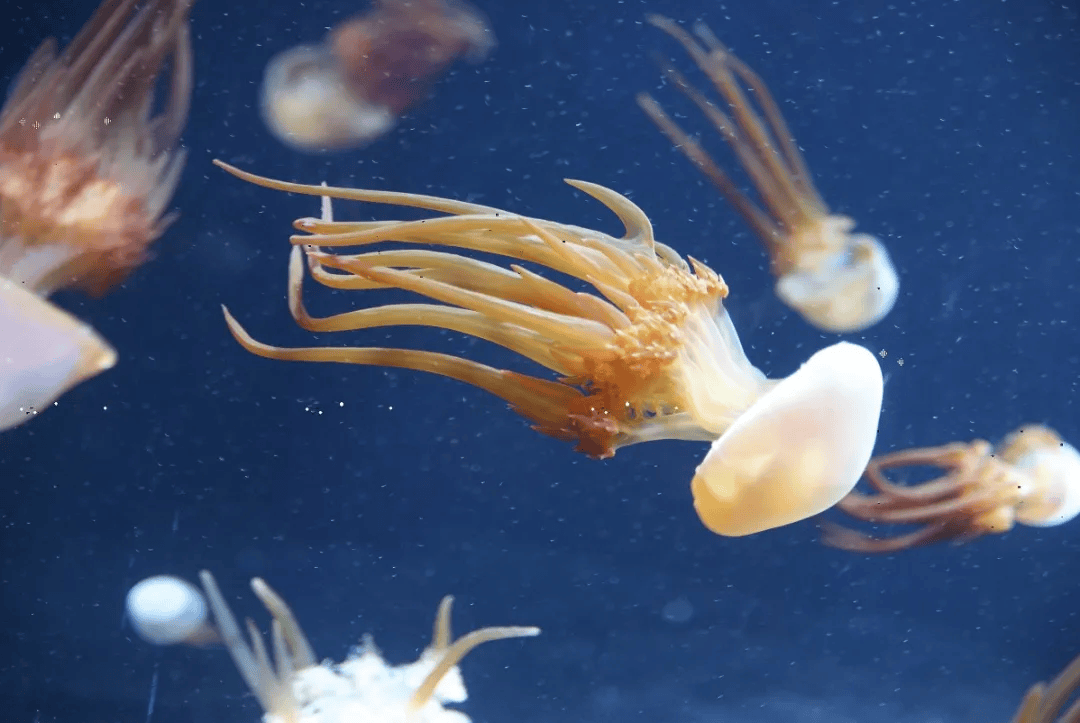 海月水母3霞水母这类水母的触手上具有较强的毒性,接触后会引起明显的