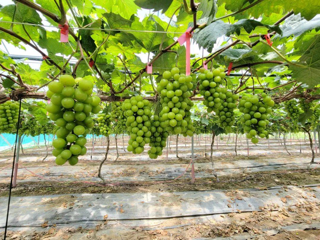 连平县麒麟山生态园葡萄园开园